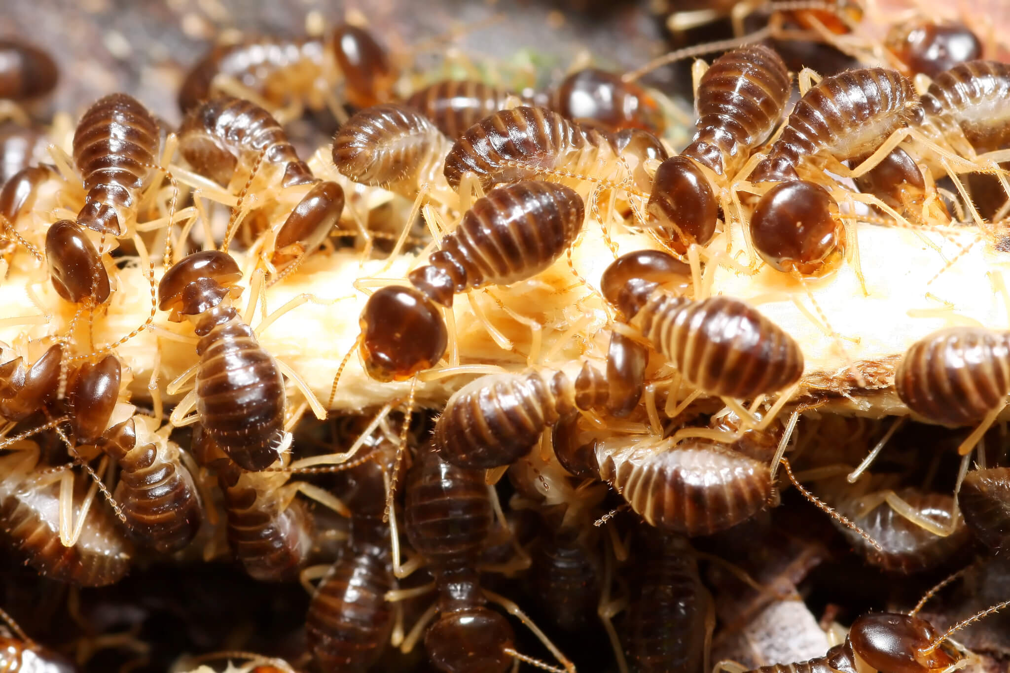 Termite Management